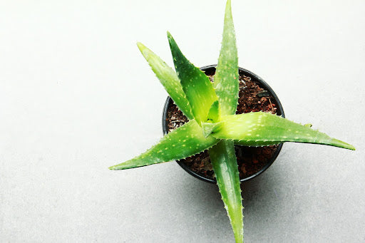 Improve Your Health and Wellness With These 10 Indoor Plants